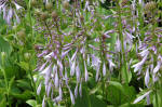 Hosta Flowering